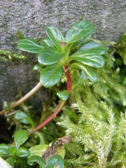 Magnoliopsida