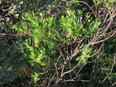 Clutia daphnoides