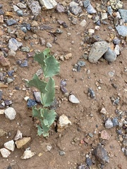 Acourtia nana