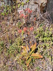 Aloe affinis