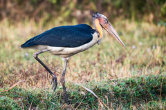 Leptoptilos javanicus