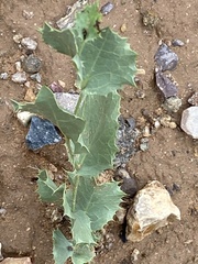 Acourtia nana