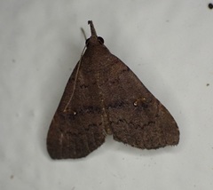 Hypenula cacuminalis