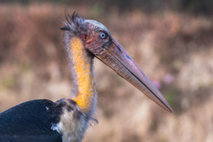 Leptoptilos javanicus