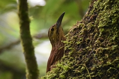 Xiphocolaptes promeropirhynchus