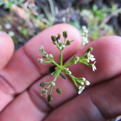 Niphogeton ternata