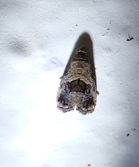 Tripudia rectangula