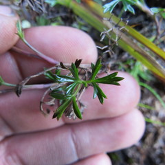 Niphogeton ternata