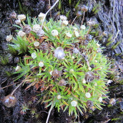 Paepalanthus dendroides
