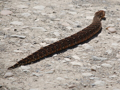 Bitis arietans arietans