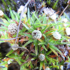 Paepalanthus dendroides