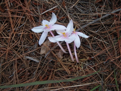 Gethyllis transkarooica