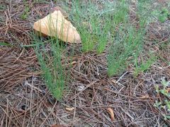 Gethyllis transkarooica