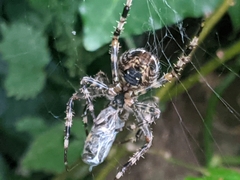 Araneus diadematus