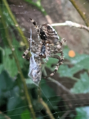 Araneus diadematus