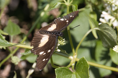Pseudacraea lucretia tarquinea