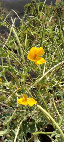 Glaucium flavum image