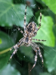 Araneus diadematus