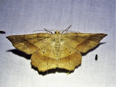 Euchlaena deplanaria