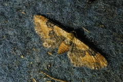 Eupithecia gueneata