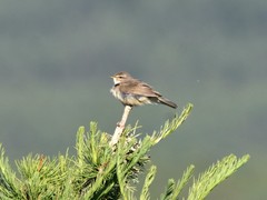 Phylloscopus fuscatus