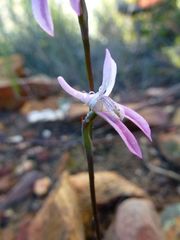 Disa bifida