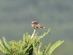 Phylloscopus fuscatus