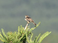 Phylloscopus fuscatus