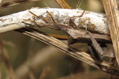 Leptoglossus concaviusculus