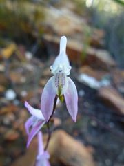 Disa bifida