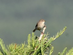 Phylloscopus fuscatus