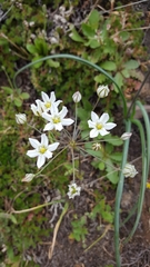 Triteleia lilacina