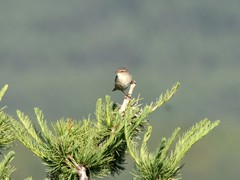 Phylloscopus fuscatus