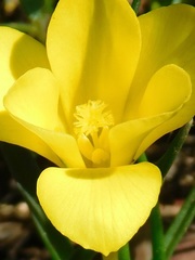 Moraea fugacissima
