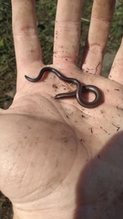 Scelotes mossambicus