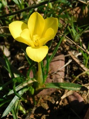 Moraea fugacissima