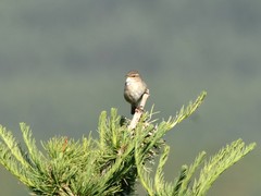 Phylloscopus fuscatus