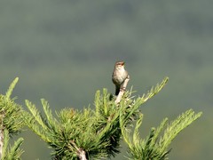 Phylloscopus fuscatus