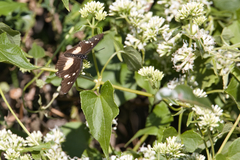 Pseudacraea lucretia tarquinea
