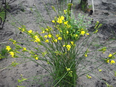 Bobartia robusta