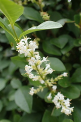 Ligustrum