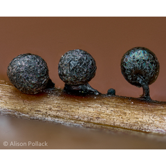 Lamproderma arcyrioides