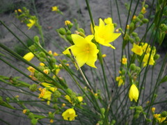 Bobartia robusta