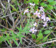 Chaenostoma integrifolium