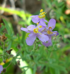Chaenostoma integrifolium