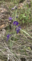 Delphinium variegatum
