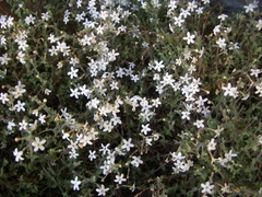 Chaenostoma decipiens