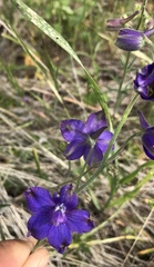 Delphinium variegatum