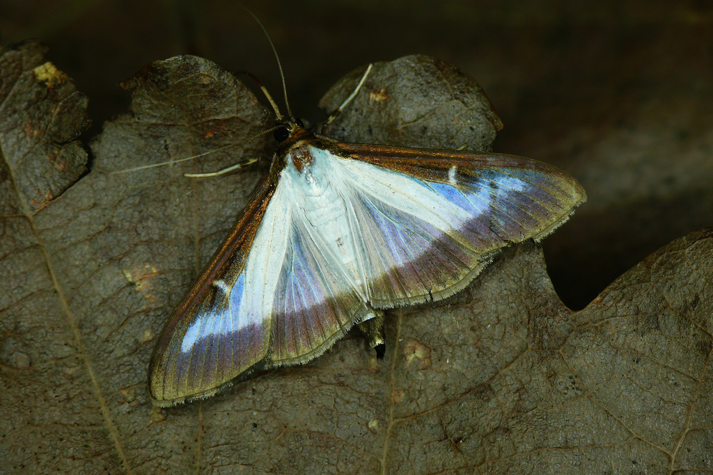 Box Tree Moth