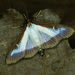 Box Tree Moth - Photo (c) Michał Brzeziński, some rights reserved (CC BY-NC), uploaded by Michał Brzeziński